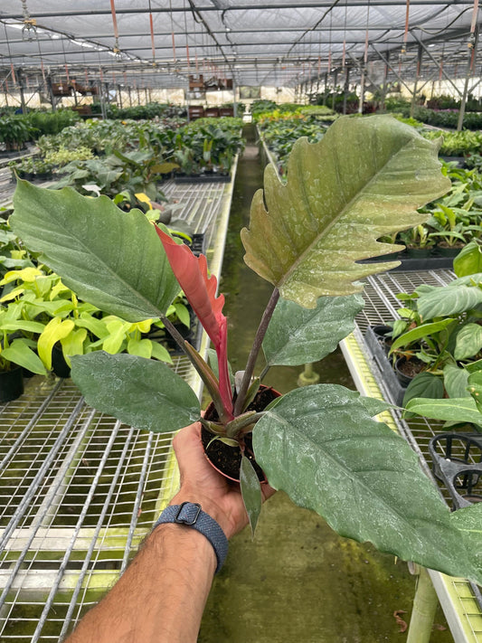Philodendron Choco Empress - Plantonio