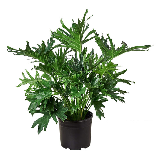 Philodendron ‘Lickety Split' - Plantonio