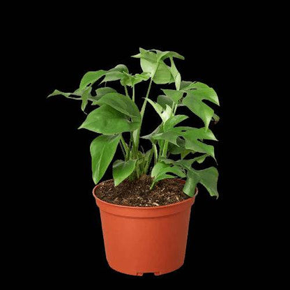 Philodendron Mini Monstera Minima - Plantonio