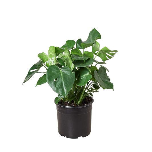 Philodendron ‘Monstera' - 10" Pot - Plantonio