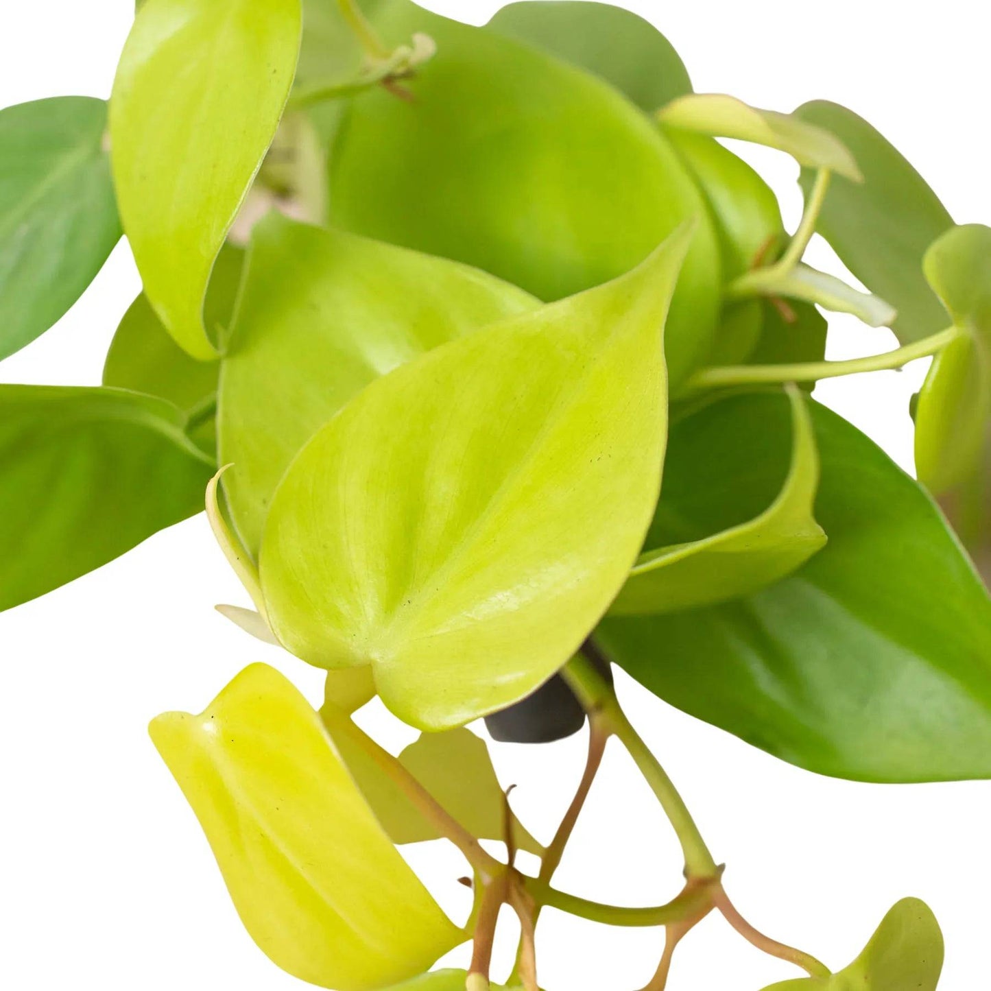 Philodendron 'Neon' - Plantonio