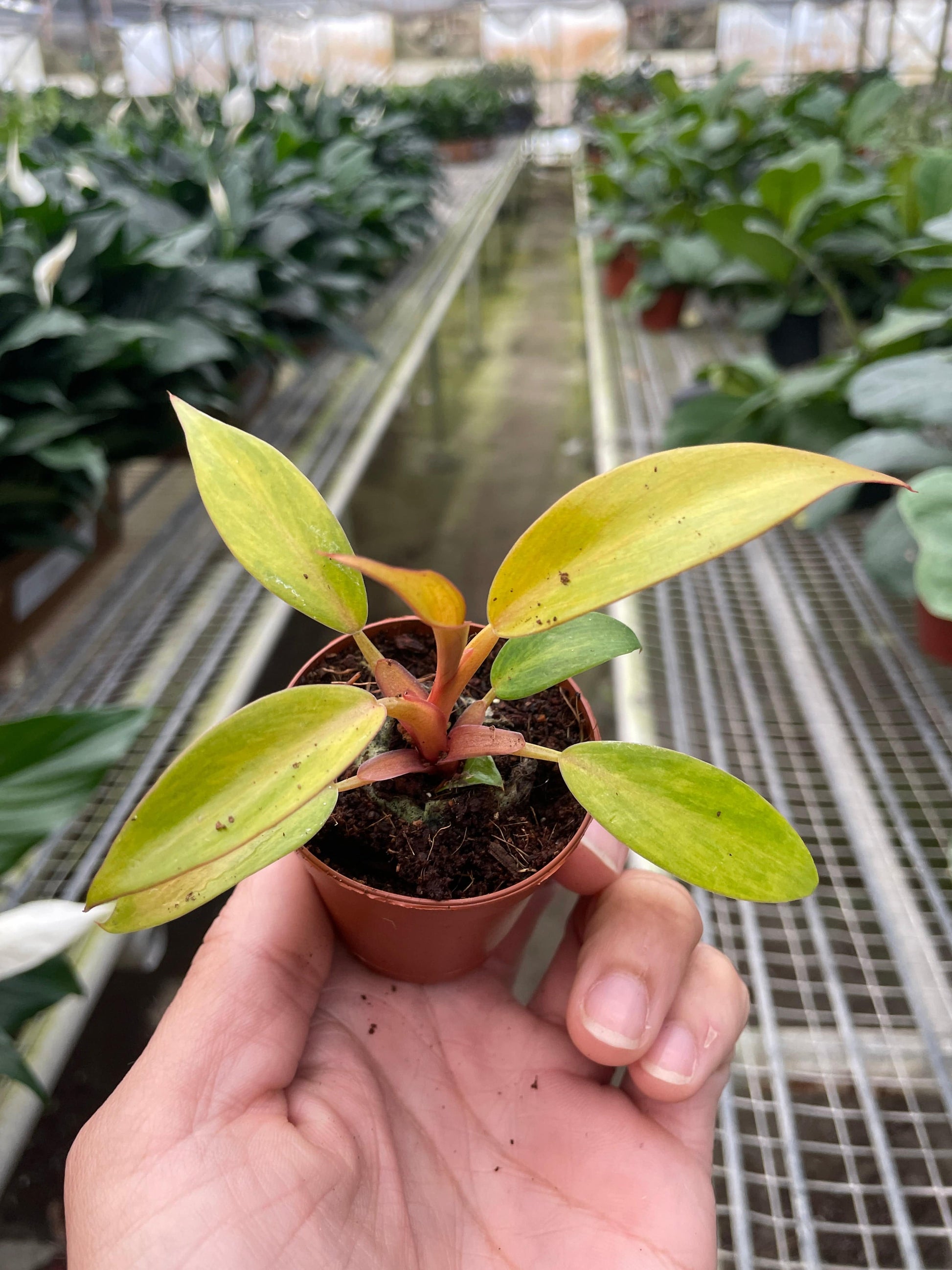 Philodendron 'Orange Marmalade' - Plantonio