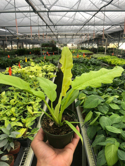 Philodendron 'Ring of Fire Gold' - Plantonio