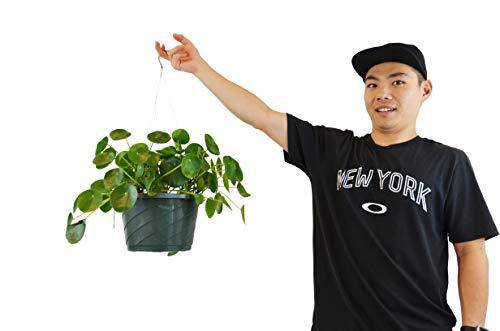 Pilea Peperomioides 'Chinese Money Plant' - in 10" Pot - Plantonio
