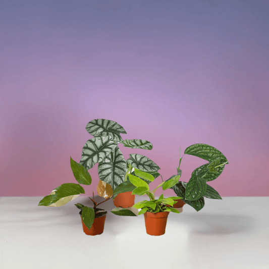 Rare Plant Bundle - Plantonio