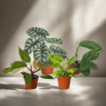 Rare Plant Bundle - Plantonio