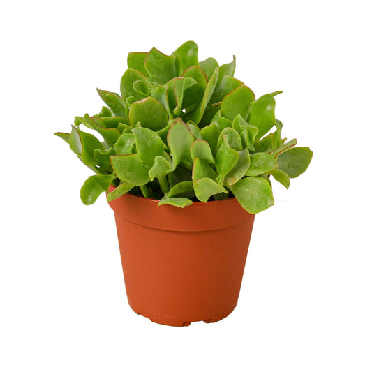 Ripple Jade Succulent - Plantonio