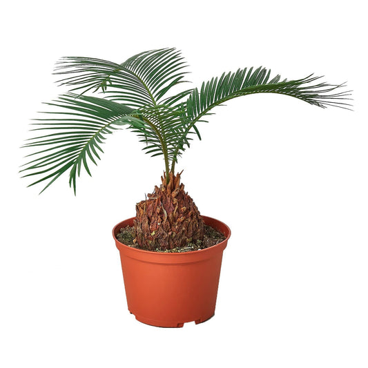 Sago Palm - In 6" Pot - Plantonio