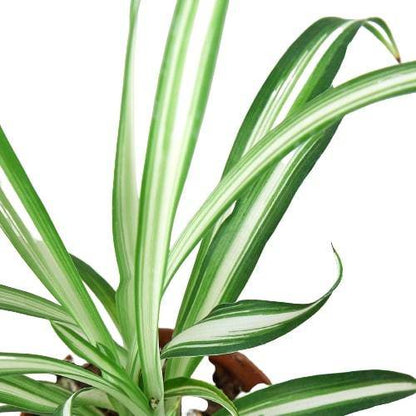 Spider Plant Reverse - Plantonio