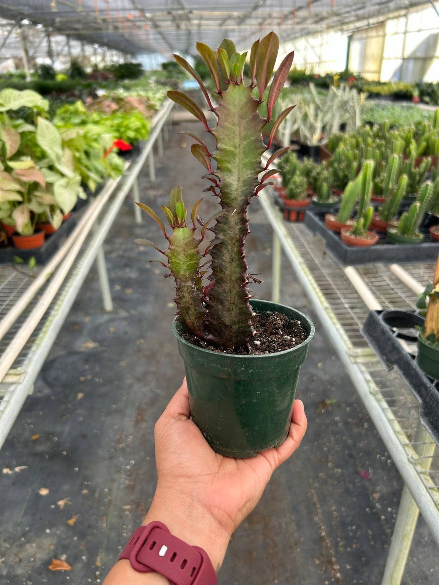 Succulent Euphorbia 'Trigona Rubra' - Plantonio