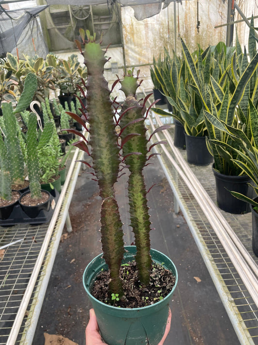 Succulent Euphorbia 'Trigona Rubra' - Plantonio
