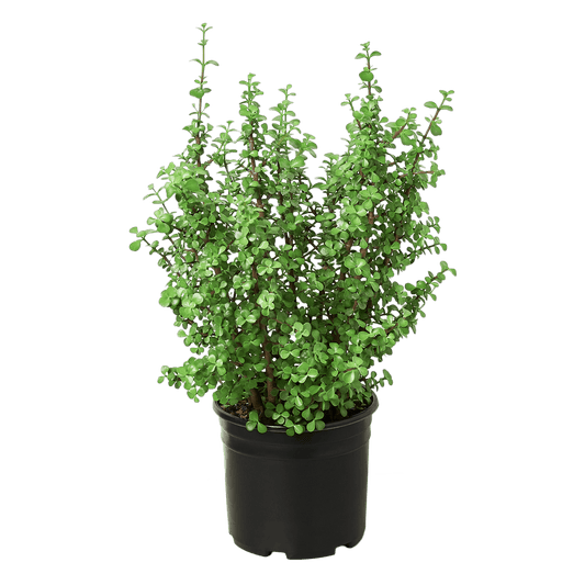 Succulent Portulacaria 'Elephant Bush' - 10" Pot - Plantonio