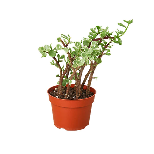 Succulent Portulacaria 'Rainbow Bush' - 4" Pot - Plantonio
