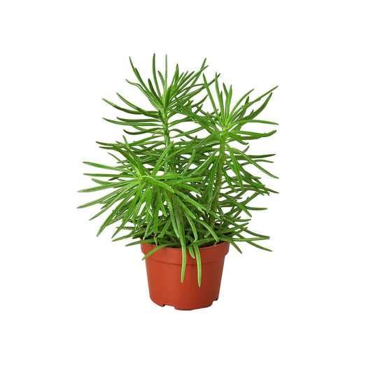 Succulent Senecio 'Himalayan' - 4" Pot - Plantonio