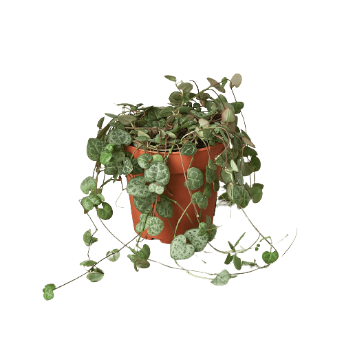Succulent 'String of Hearts' - Plantonio