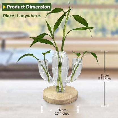 SuJolly Plant Propagation Stations, Unique Cactus-Shaped Plant Propagating Vase, 3 Independent Areas for Various Plants, Gardening & Housewarming Gifts for Plant Lovers, Home or Office Decor - Plantonio