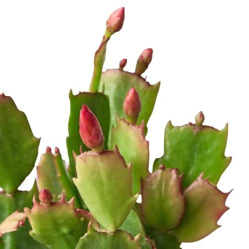 Zygocactus 'Christmas Cactus' - Plantonio