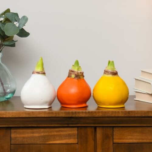 BLOOMAKER Set of 3 Waxed Amaryllis Bulbs