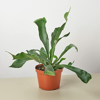 Staghorn Fern - 6" Pot
