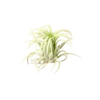 Tillandsia Ionantha Mexico